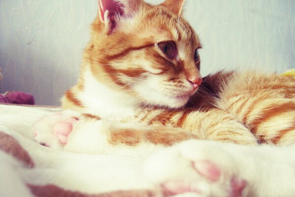 Ginger cat, pink heels