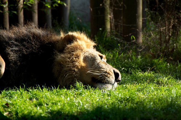 León tomando el sol, León en el sol, León descansando en la hierba