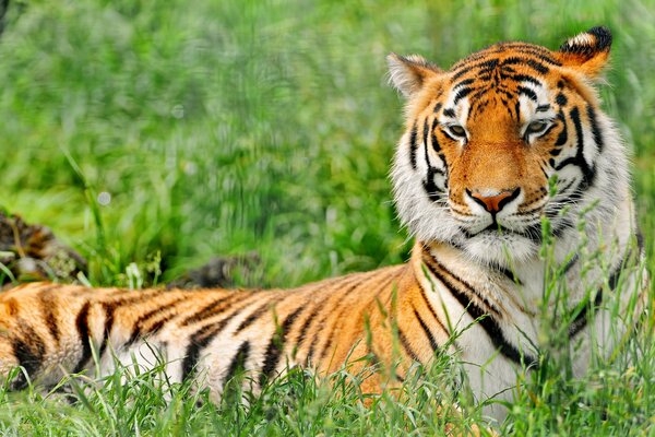 Tigre, repos de tigre dans l herbe, le prédateur se repose