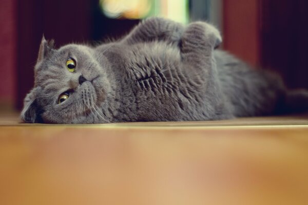 Chat gris couché sur le sol