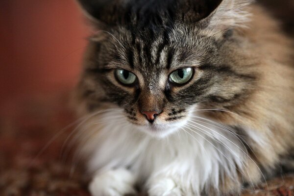 Fluffy collar of a Bushi cat