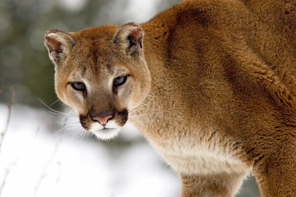 Gatto selvatico sullo sfondo della neve