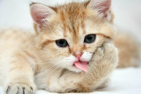 Das Kätzchen wäscht seine Pfote mit der Zunge