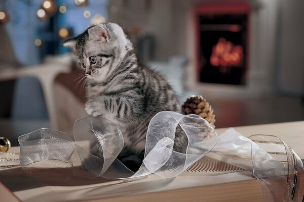 GATITO JUGANDO CON CINTA