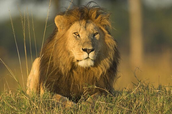 Lion prédateur se trouve sur l herbe