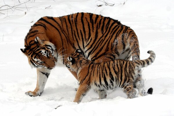 Maman tigresse avec un tigre sur la neige blanche