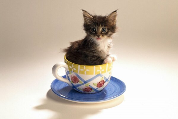 Lindo gatito en taza y platillo