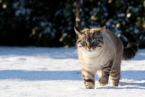 Eine blauäugige Katze geht durch den Schnee