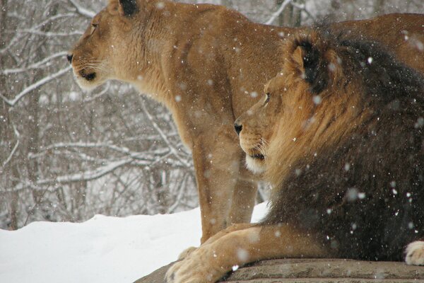 Lion and lioness in snowy winter