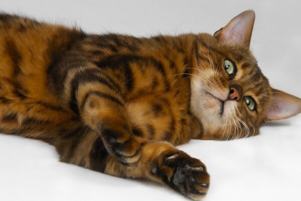 Gatto bengalese in posa per il cameraman