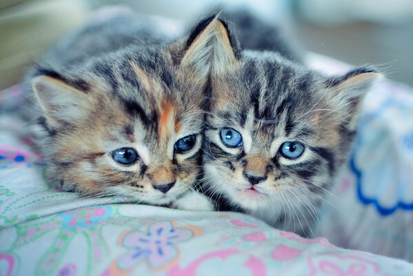 A pair of blue-eyed kittens are lying on a pillow