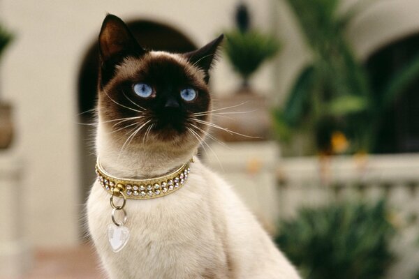 Chat siamois aux yeux bleus et collier avec coeur sur fond de maison en pierre blanche