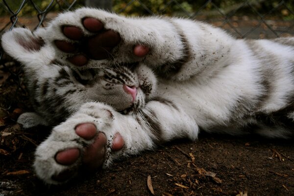 Tigre blanco yace estirando sus patas