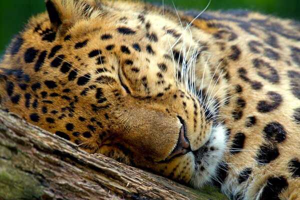 Leopardo macchiato che dorme su un albero