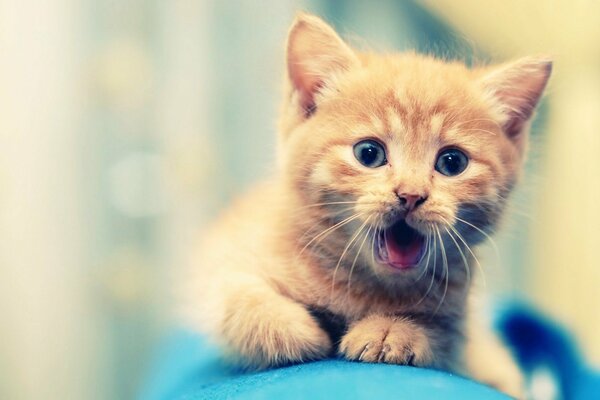 A red-haired kitten with an open mouth