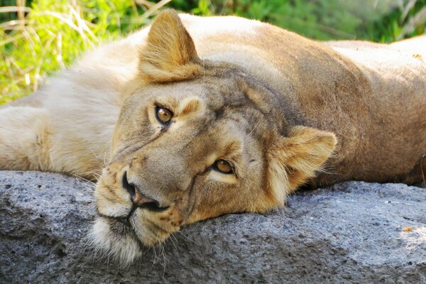 Lioness with brown eyes