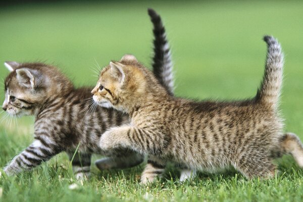 Two gray kittens are walking on the grass