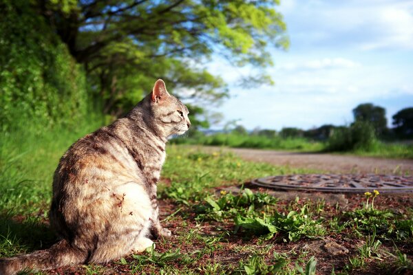 Sitting cat basking in the sun