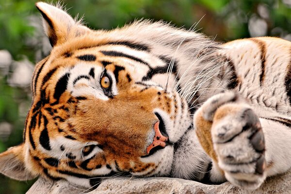 A predatory tiger rests like a kitten