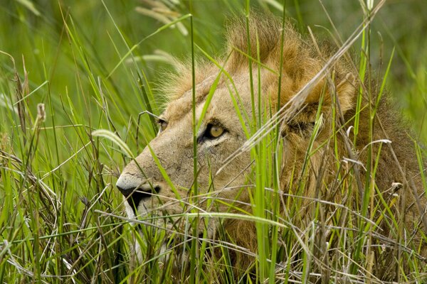 A lion resting in the tall grass