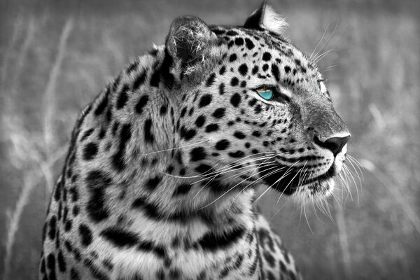 Fotos de leopardo blanco y negro. Un depredador con hermosos ojos