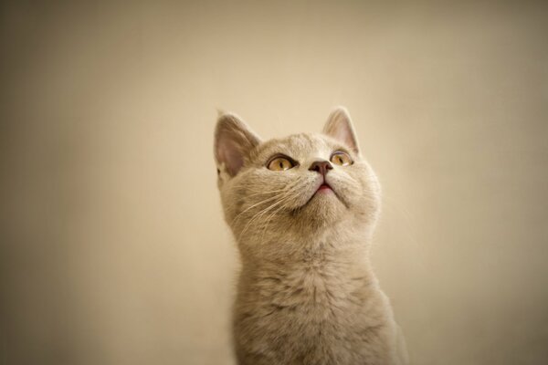 Regard de chaton intéressé