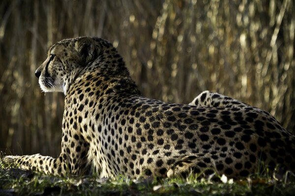 GUÉPARD REGARDE LA PROIE COUCHÉE