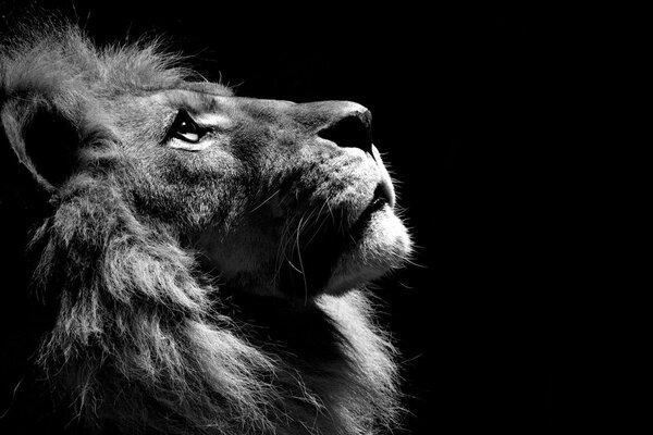 Lion noir et blanc regardant vers le haut