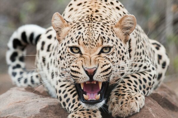 The leopard shows his grin