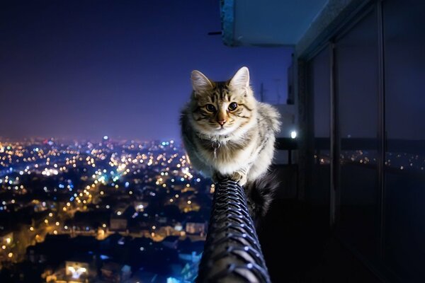 The cat is sitting on the balcony railing