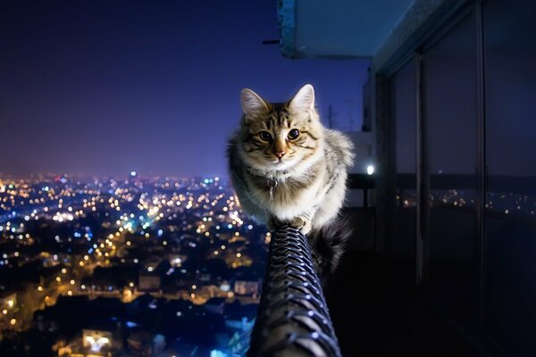 Chat assis sur la balustrade du balcon