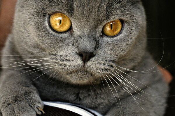 Britische Katze mit großen gelben Augen