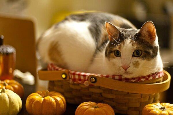 A cat in a basket next to pumpkins