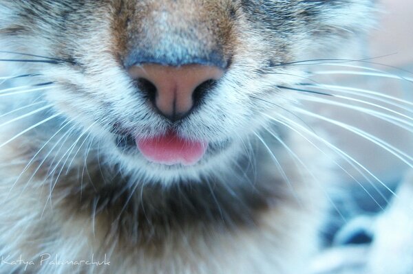 The muzzle of a cat with a protruding tongue