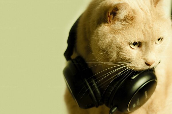 GATO HERIDO CON AURICULARES