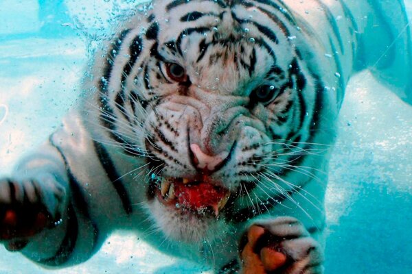 A tiger swimming underwater