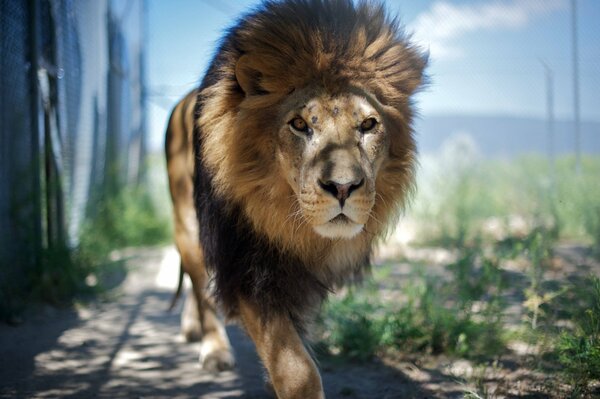 Le roi des bêtes est allé à la chasse