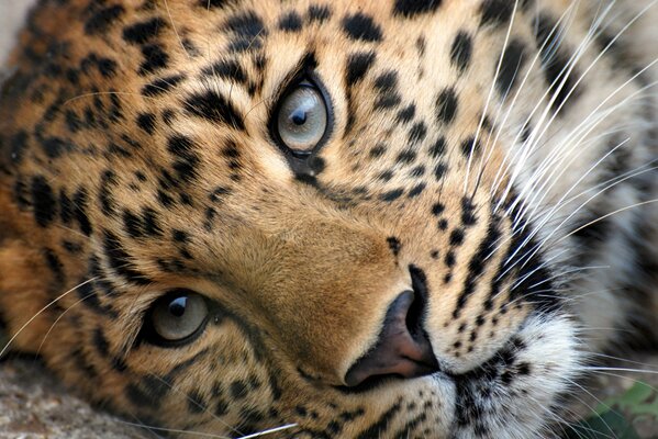 The head of a leopard lying on its side