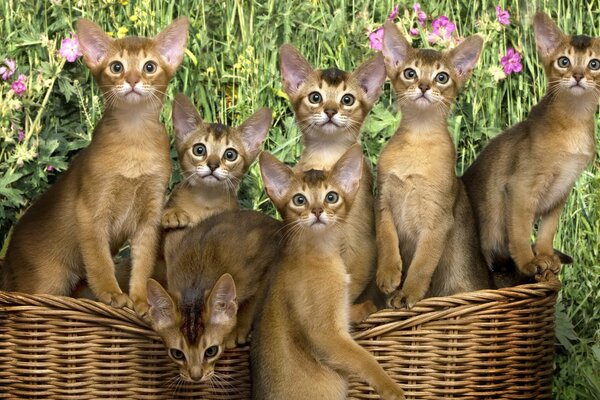 Gatitos abisinios en una canasta contra un fondo de flores