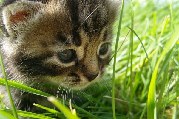 Piccolo gattino caccia nell erba verde