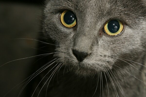 Graue Katze verängstigter Blick