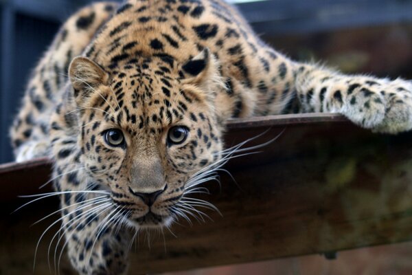 Ein genauerer Blick des Leoparden