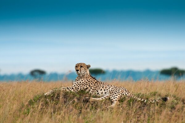 Guépard se repose après la chasse