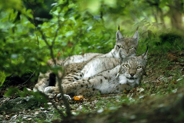 Pareja de linces descansando en el bosque