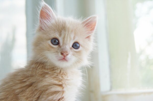 Пушистый светлый котенок с голубыми глазками