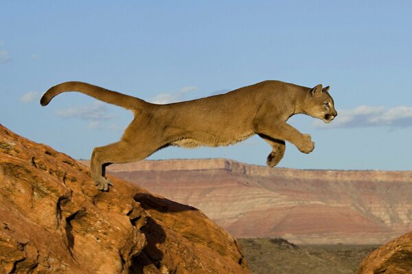 Cougar chat saut prédateur