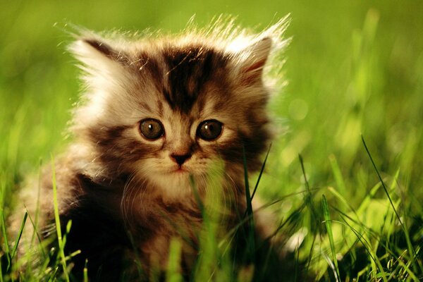 A little kitten in the green grass