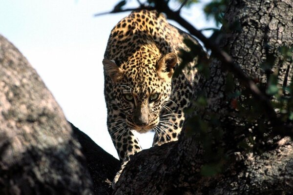 GEFÄHRLICHER BLICK EINES LEOPARDEN AUF DER JAGD