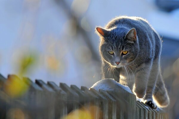 An adult gray cat walks along the fence