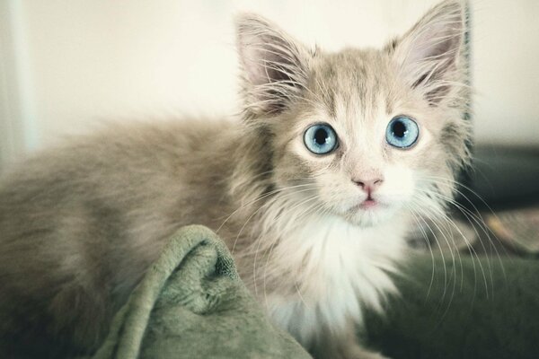 Gato gris con ojos azules